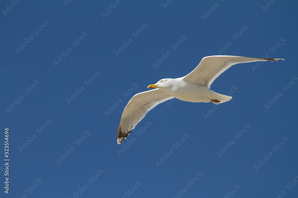 Möwe im Flug Möwe im Flug