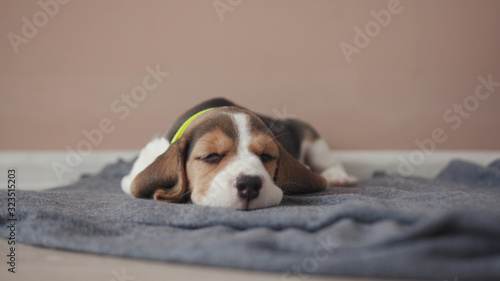 Hound beagle dog peacefully sleeping on a comfort grey blanket on the floor. Beautiful tired sleepy little beagle dog rests at home, close-up view.