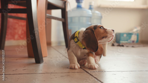 Low angle view of active young beagle dog itching his back. Close-up of tiny cute beagle puppy walking on the floor in home kitchen.