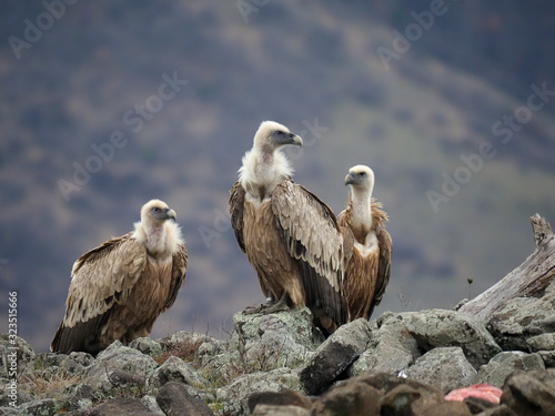 Griffon vulture, Gyps fulvus photo