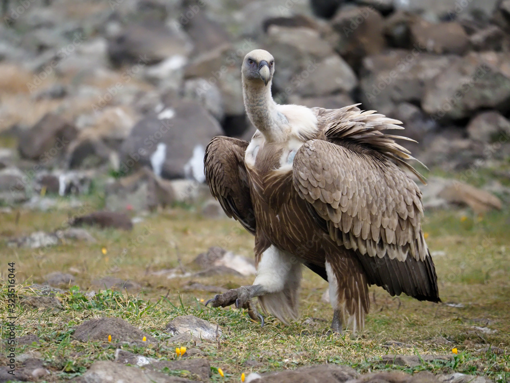 Griffon vulture, Gyps fulvus Griffon vulture, Gyps fulvus