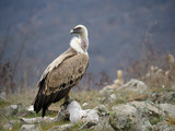 Griffon vulture, Gyps fulvus