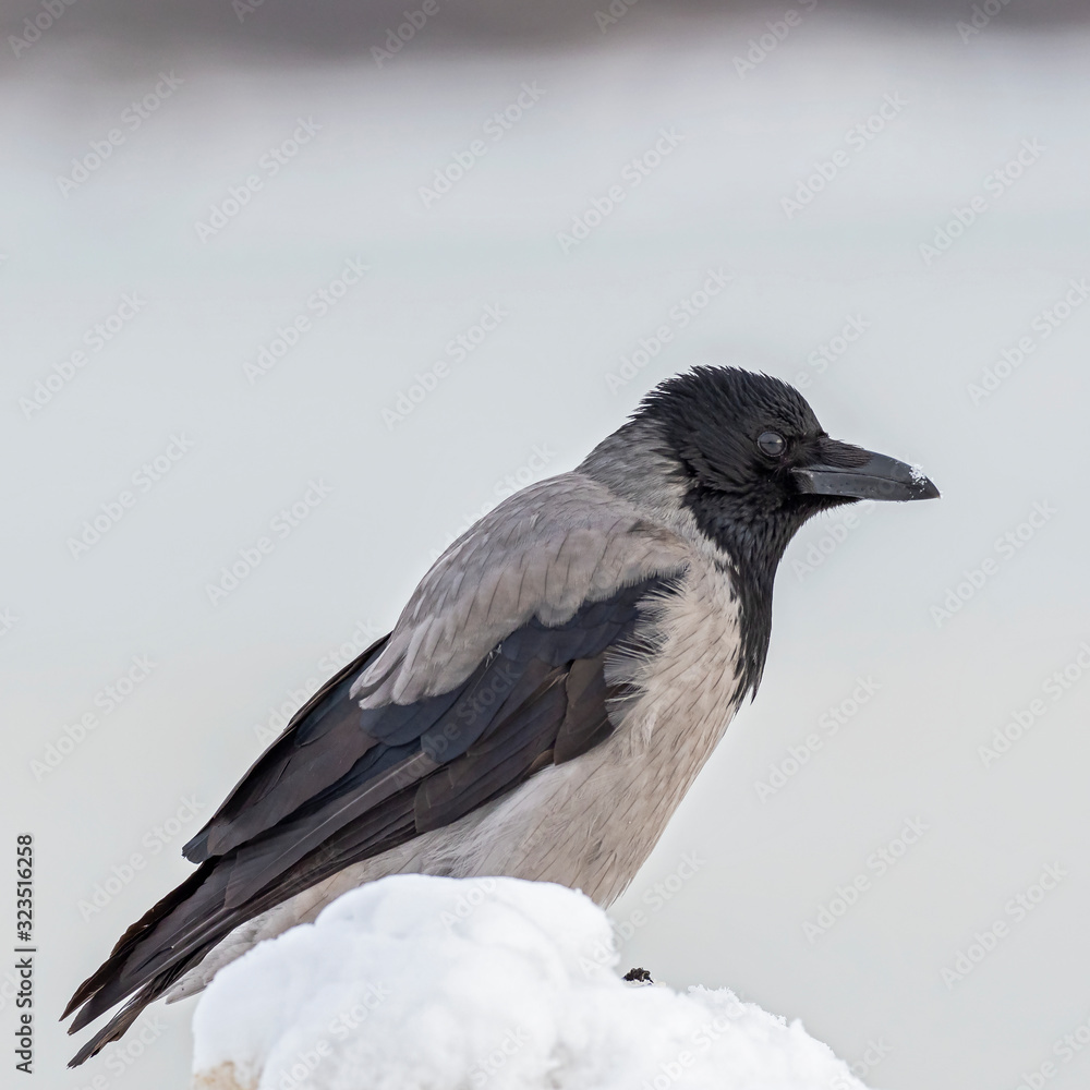 Portrait of a hooded crow (Corvus cornix). 