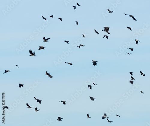 Hooded crow  Corvus cornix  in flight on sky background. migration of birds