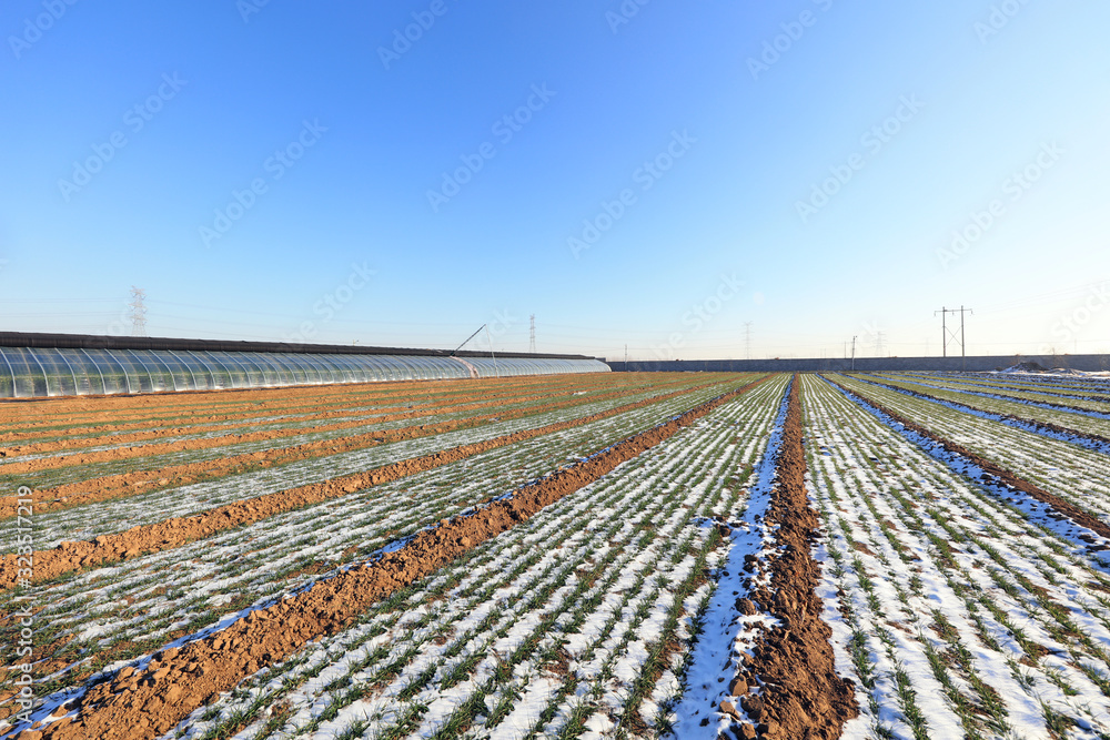 Snow in wheat fields