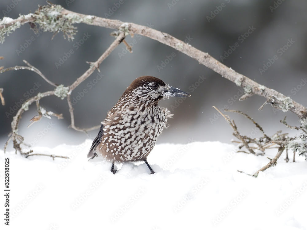Spotted nutcracker, Nucifraga caryocatactes Spotted nutcracker, Nucifraga caryocatactes