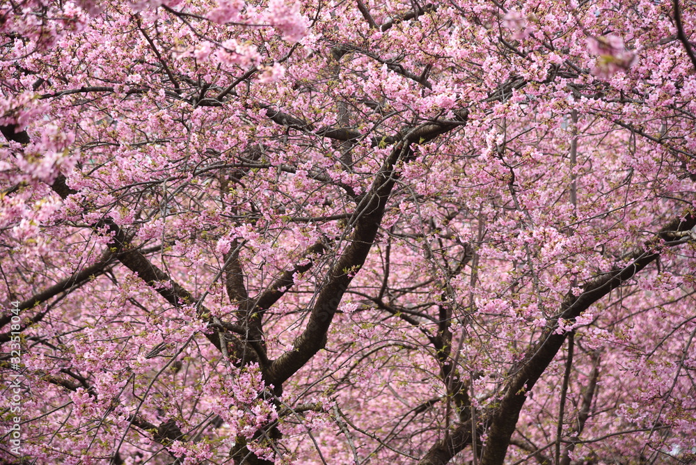 Early blooming cherry blossoms blooming in February. Called Kawazu Zakura in Japan. Early blooming cherry blossoms blooming in February. Called Kawazu Zakura in Japan.