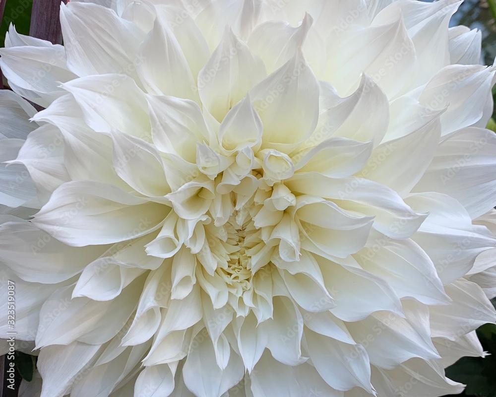 Inside White Petals Inside White Petals