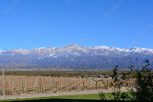 vineyard by the mountain  © Alexandra