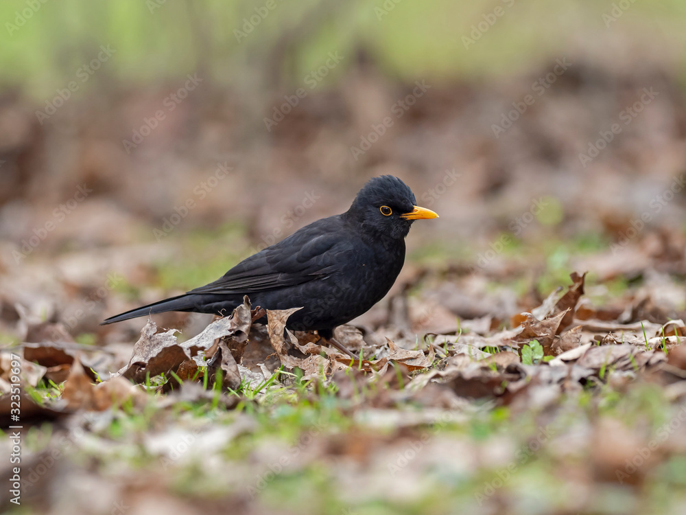 Male common blackbird (Turdus merula) among autumn fallen leaves. The common blackbird (Turdus merula) is a species of the family Turdidae. Male common blackbird (Turdus merula) among autumn fallen leaves. The common blackbird (Turdus merula) is a species of the family Turdidae.