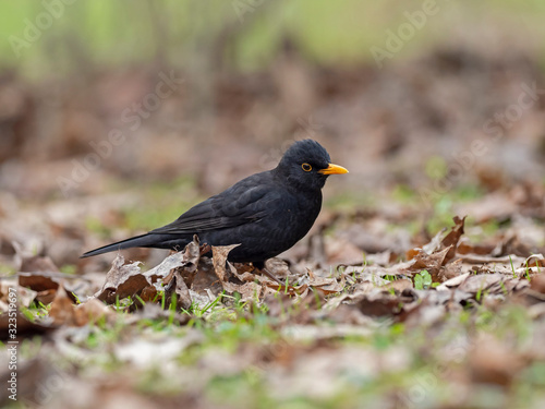  Male common blackbird (Turdus merula) among autumn fallen leaves. The common blackbird (Turdus merula) is a species of the family Turdidae. © ihorhvozdetskiy