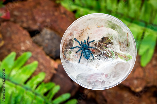 Colorful hairy tarantula Caribena versicolor photo