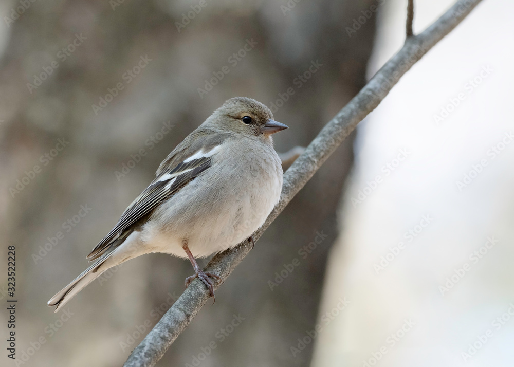 Fototapeta premium The common chaffinch (Fringilla coelebs).