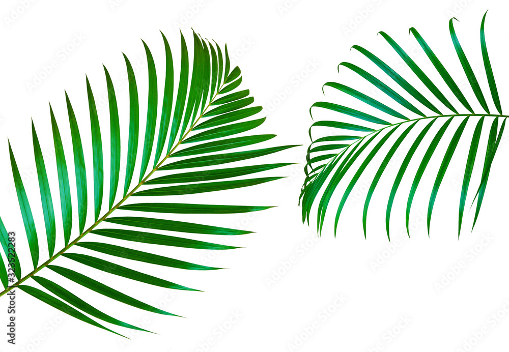 Collage of green leaves of palm tree. Collage of green leaves of palm tree.