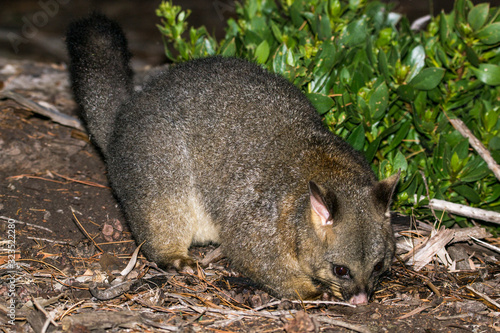 Maria Island, Tsmania, Australia, March 2019: Common Brushtail Possum looking for food photo