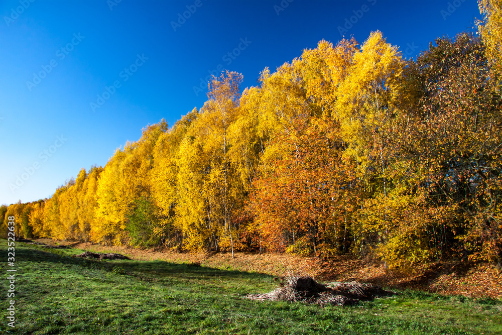 dreamlike - colorful trees in autumn