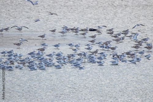  Cluster of seabirds on the shore. Bird migration concept. Birds of the Laridae family rest in shallow water.