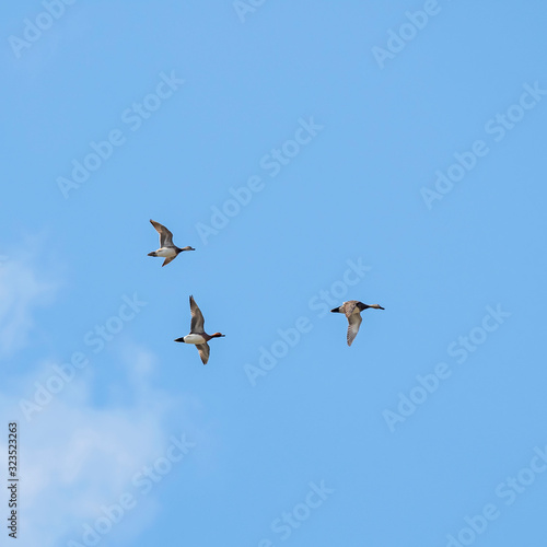 The Eurasian wigeon, also known as widgeon (Mareca penelope). Widgeon (Mareca penelope) in flight during migration. Flock with Wigeon Ducks flying in the sky during migration.  © ihorhvozdetskiy
