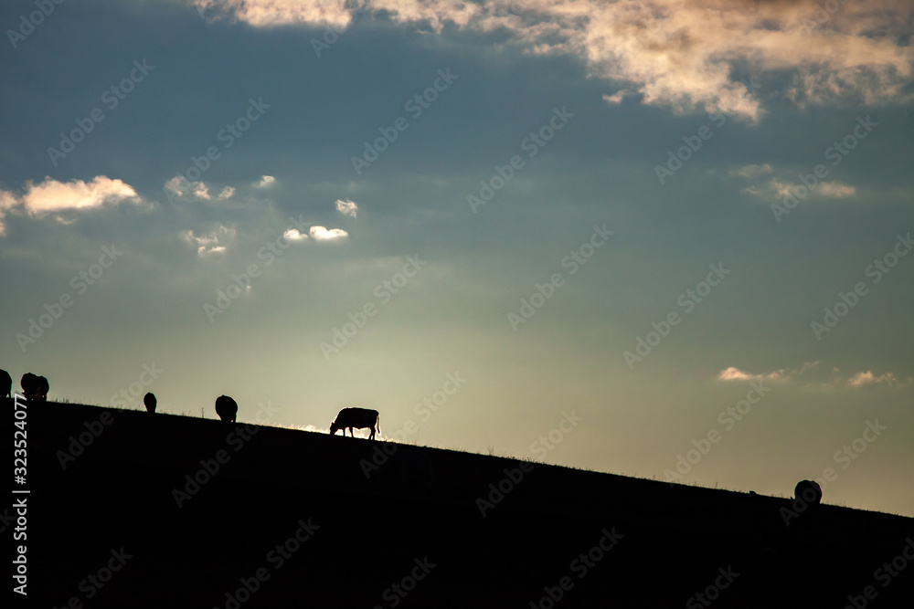 silhouette of a cattle on the horizon