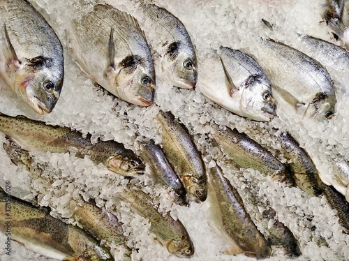 fresh fish in ice, dorada trout
