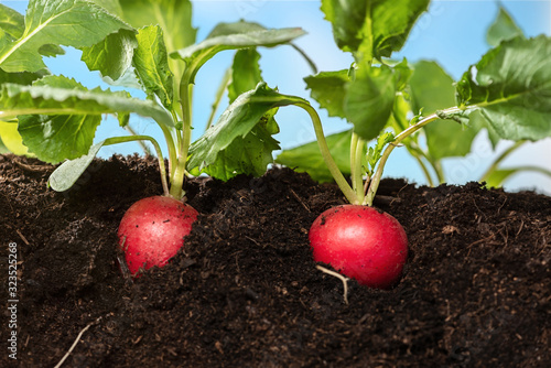 radish growing on soil isolated with sky