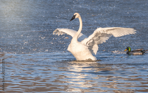 Swans are playing at open water in the middle of winter