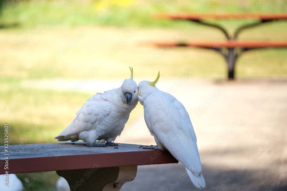 Two Yellow Crested Cockatoos (Cacatua sulphurea) grooming each other on a bench in the Blue Mountains, NSW, Australia