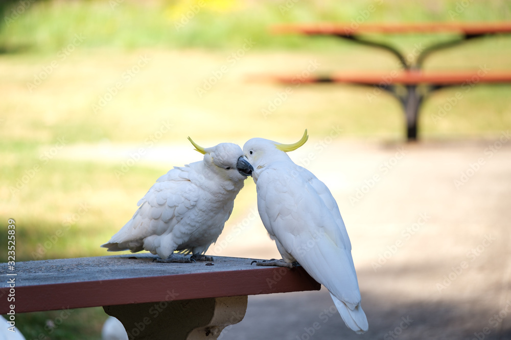 Two Yellow Crested Cockatoos (Cacatua sulphurea) grooming each other on a bench in the Blue Mountains, NSW, Australia