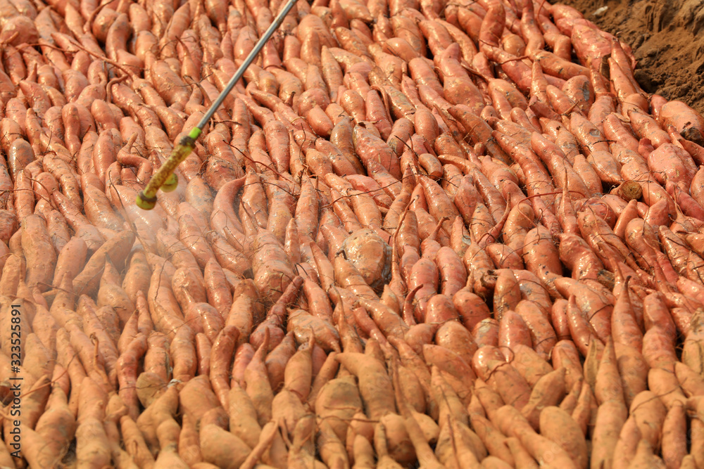 Sweet potatoes are piled together and sprayed with fungicides Sweet potatoes are piled together and sprayed with fungicides