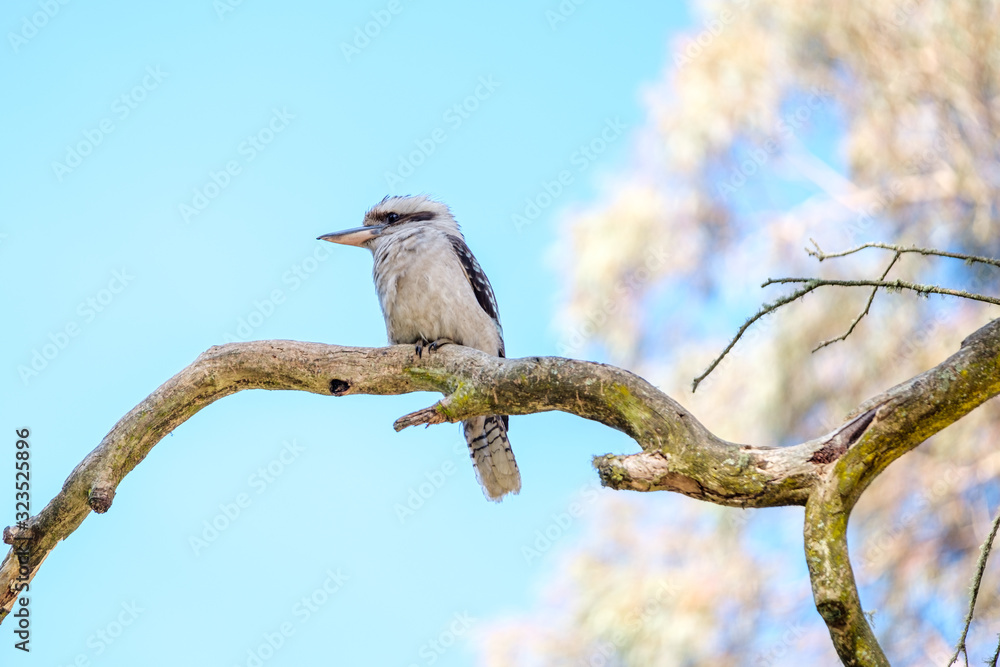 A laughing Kookaburra with blue wings sitting on a tree branch in the wild A laughing Kookaburra with blue wings sitting on a tree branch in the wild