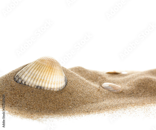 Isolated seashell on sand, white background. Close up.