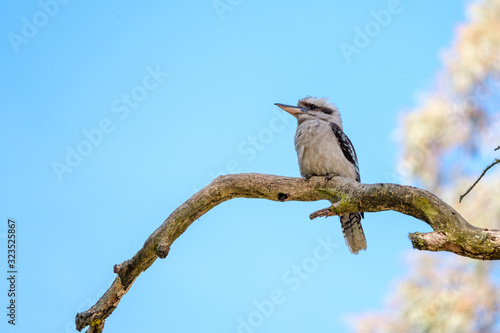 A laughing Kookaburra with blue wings sitting on a tree branch in the wild photo