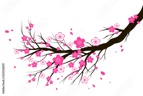 Spring blooming cherry or sakura blossom branch.