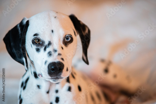 Beautiful Blue and Brown eyed Dalmatian Puppy © Beatrice