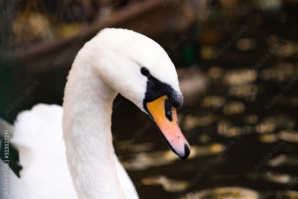 Obraz premium White swan in the foggy lake at the dawn. Morning lights. Romantic background. Beautiful swan. Cygnus. Romance of white swan with beautiful landscape.