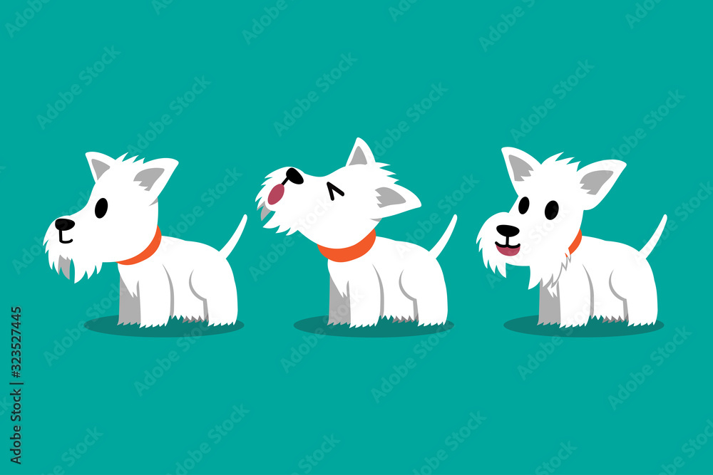 Set of vector cartoon character white scottish terrier dog poses for design.
