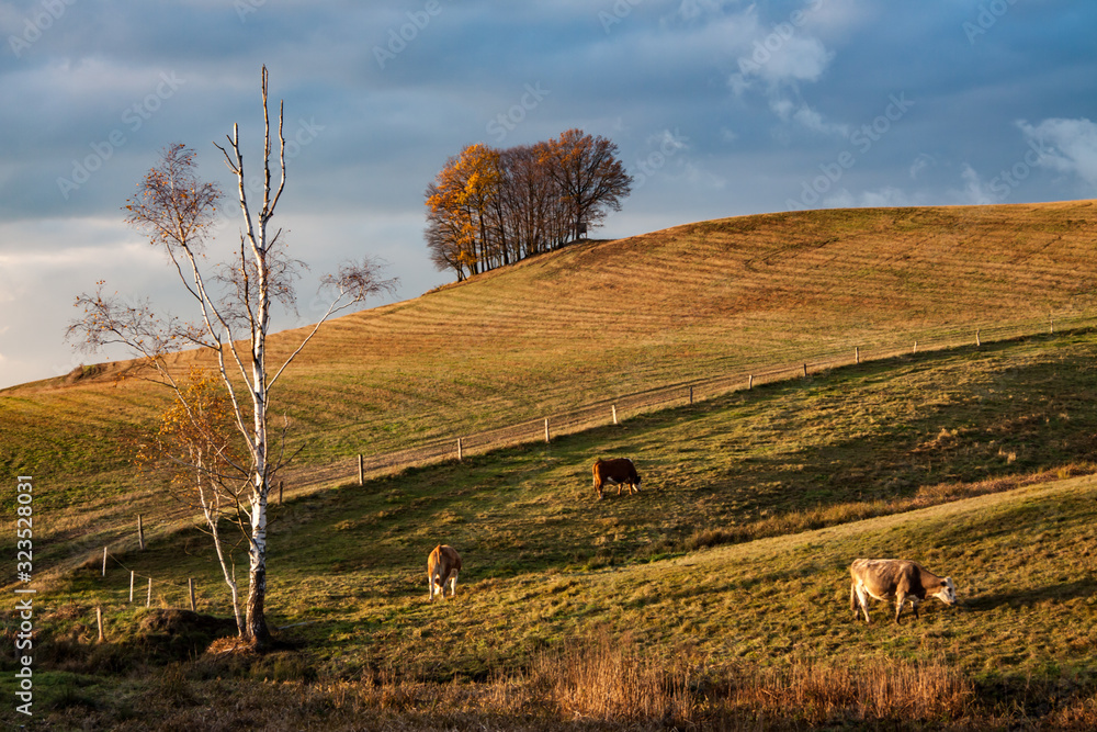 Fototapeta premium rural landscape with deciduous trees on the hill