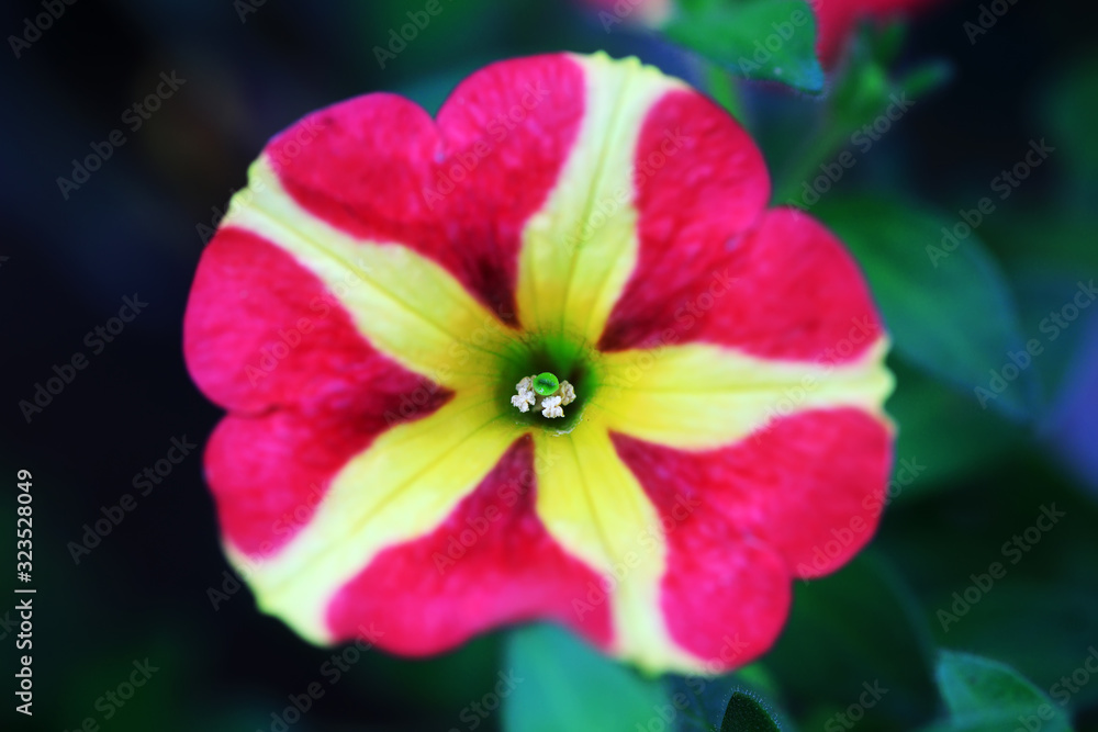 Petunia flowers in the garden Petunia flowers in the garden