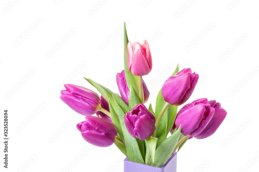 Purple tulips in the bag isolated on white Purple tulips in the bag isolated on white