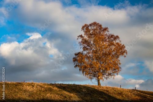 tree in autumn