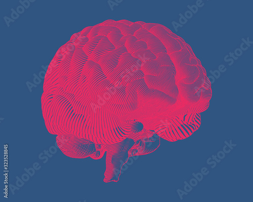 Red engraving brain illustration on blue BG photo