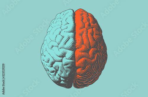 Color drawing brain illustration in vintage style