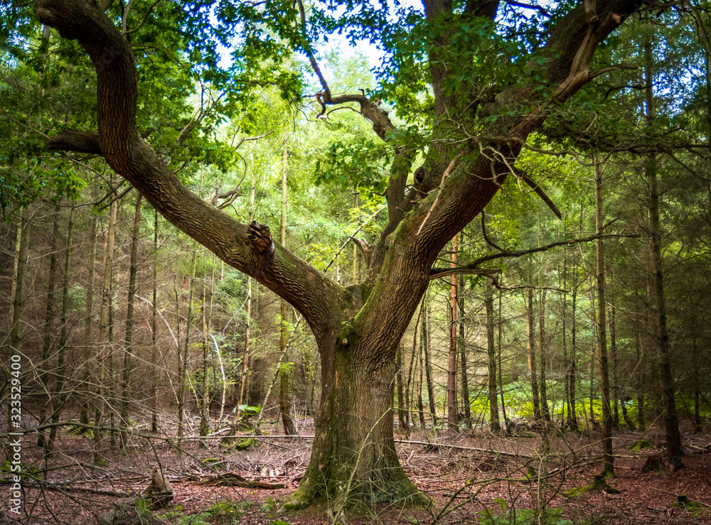 A photograph of a single tree within the 500 ache woods within Ashdown Forest