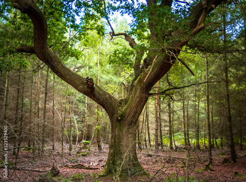 Obraz na płótnie A photograph of a single tree within the 500 ache woods within Ashdown Forest w salonie