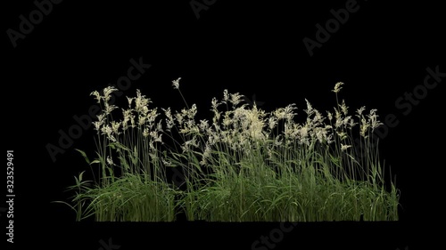 Grass and plants seamless loop, blowing on the wind, isolated on black with alpha matte