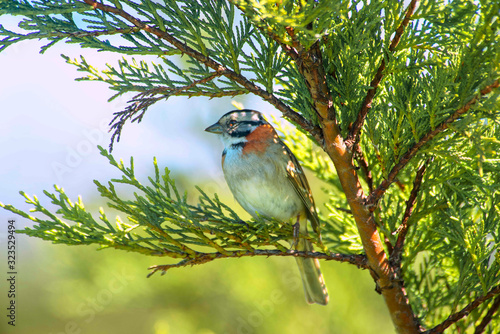   Rufous collared sparrow perched on a pine branch                     photo