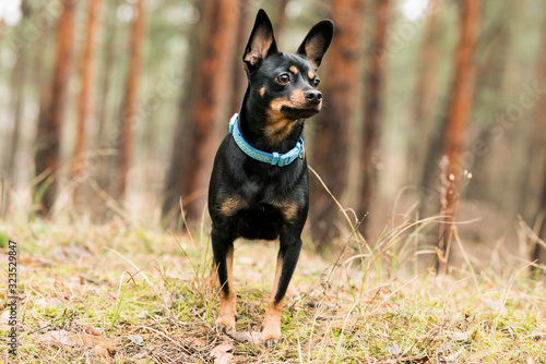 Little black dog walks in the forest 