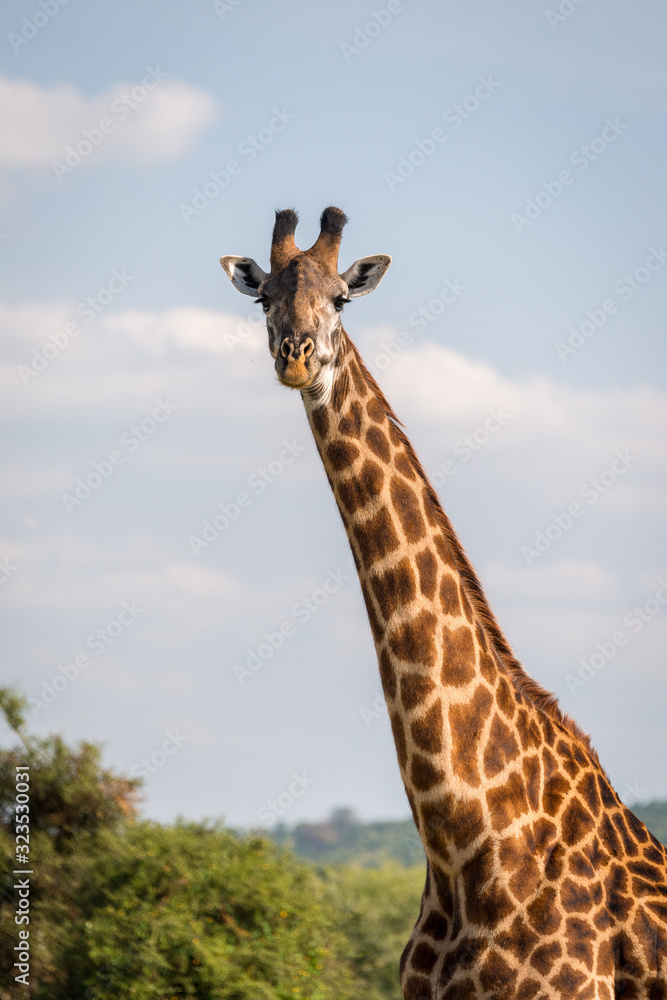 Giraffe portrait in front of a blue sky