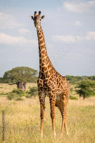 Fototapeta samoprzylepna Masai giraffe in Tarangire National Park
