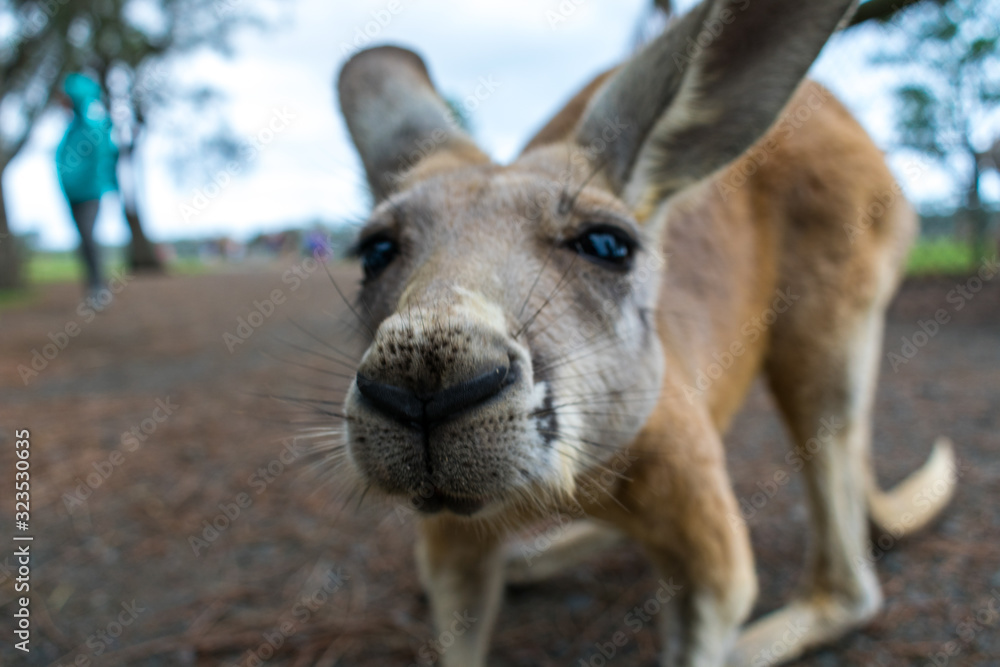 A close up photo of a baby Kangaroo (Joey) taken in New South Wales, Australia